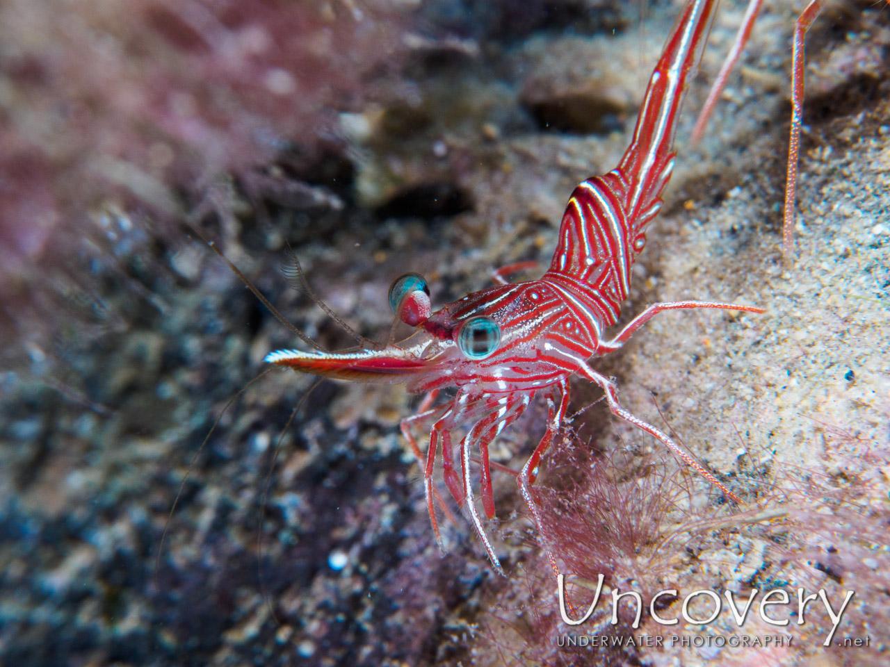 Dancing Shrimp (rhynchocinetes Durbanensis), photo taken in Philippines, Batangas, Anilao, Mato Point