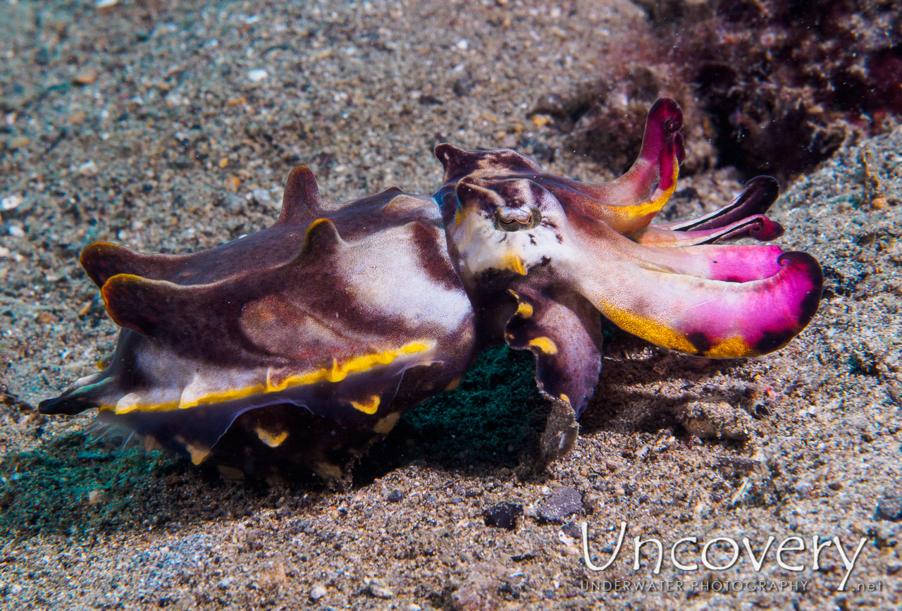 Flamboyant Cuttlefish (metasepia Pfefferi), photo taken in Philippines, Batangas, Anilao, Mato Point
