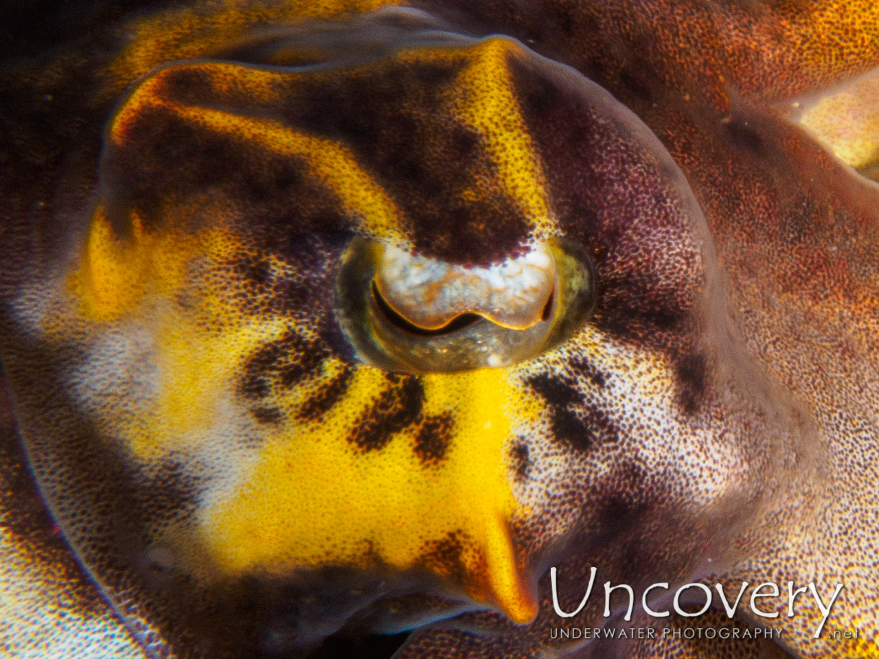 Flamboyant Cuttlefish (metasepia Pfefferi), photo taken in Philippines, Batangas, Anilao, Mato Point