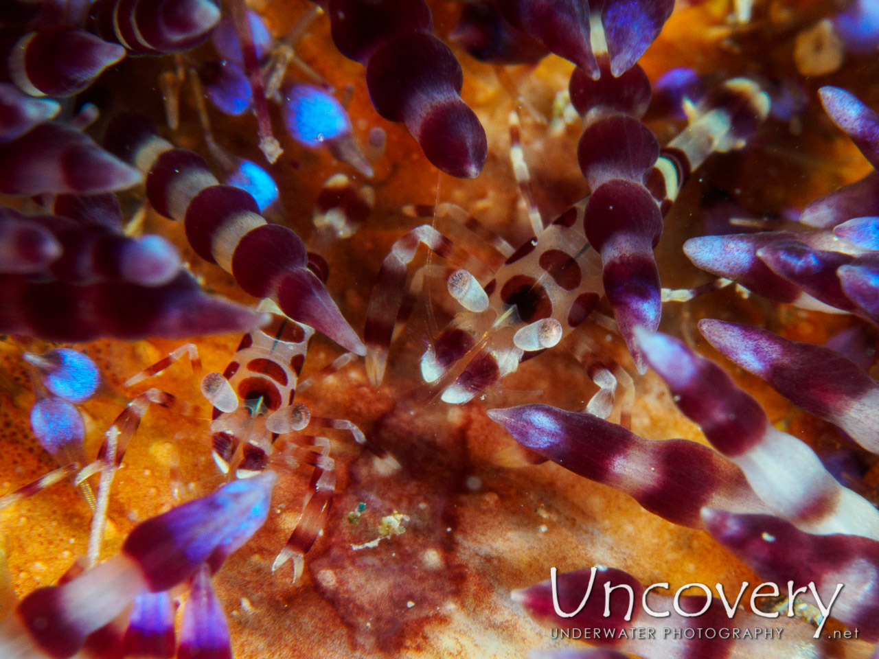 Coleman’s Shrimp (periclimenes Colemani), photo taken in Philippines, Batangas, Anilao, Mato Point