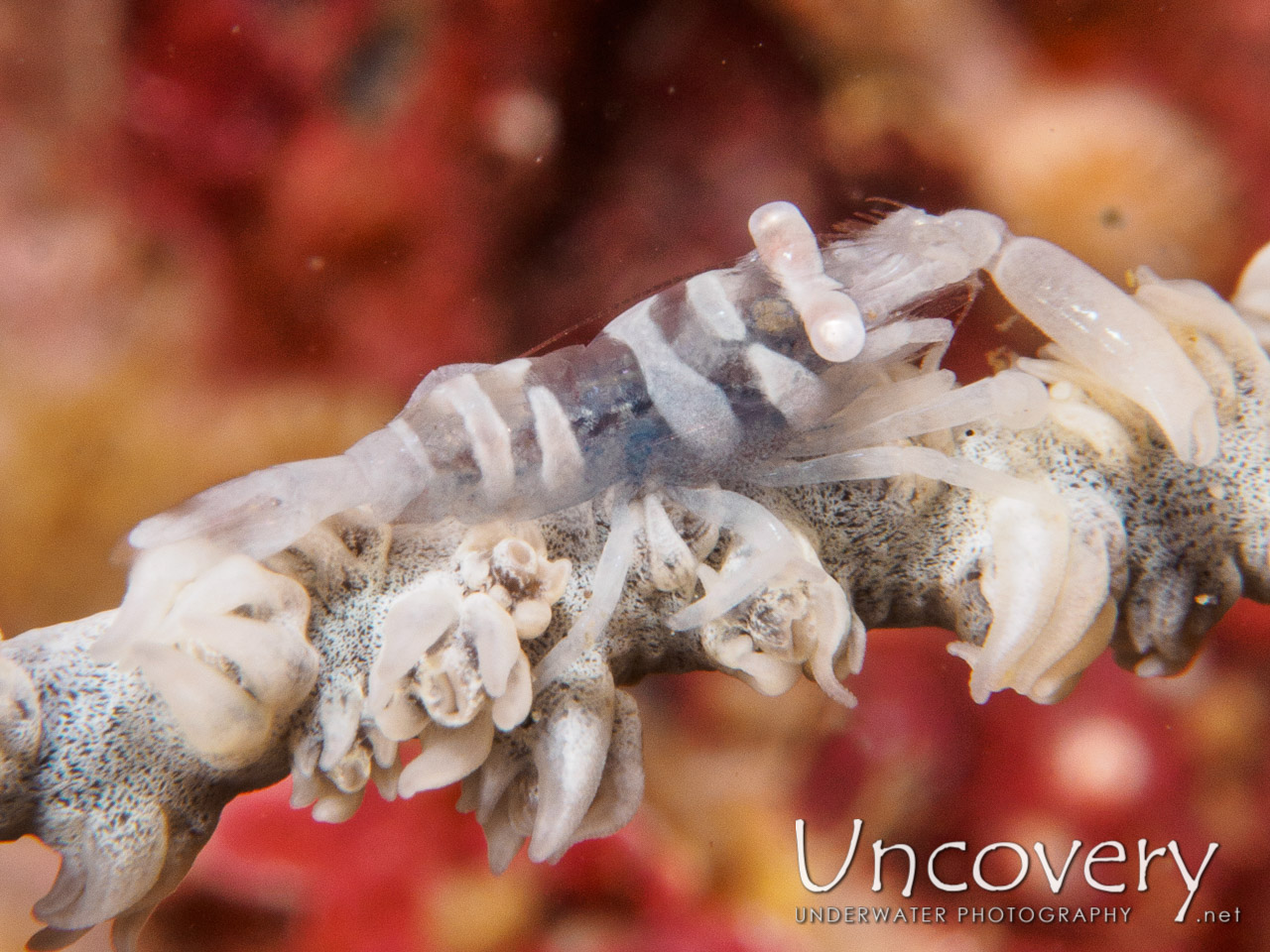 Anker's Whip Coral Shrimp (pontonides Ankeri), photo taken in Philippines, Batangas, Anilao, Mato Point