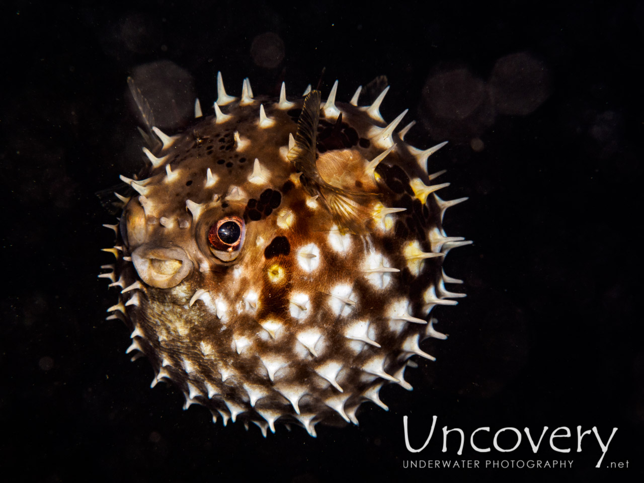 Orbicular Burrfish (cyclichthys Orbicularis), photo taken in Philippines, Batangas, Anilao, Mato Point