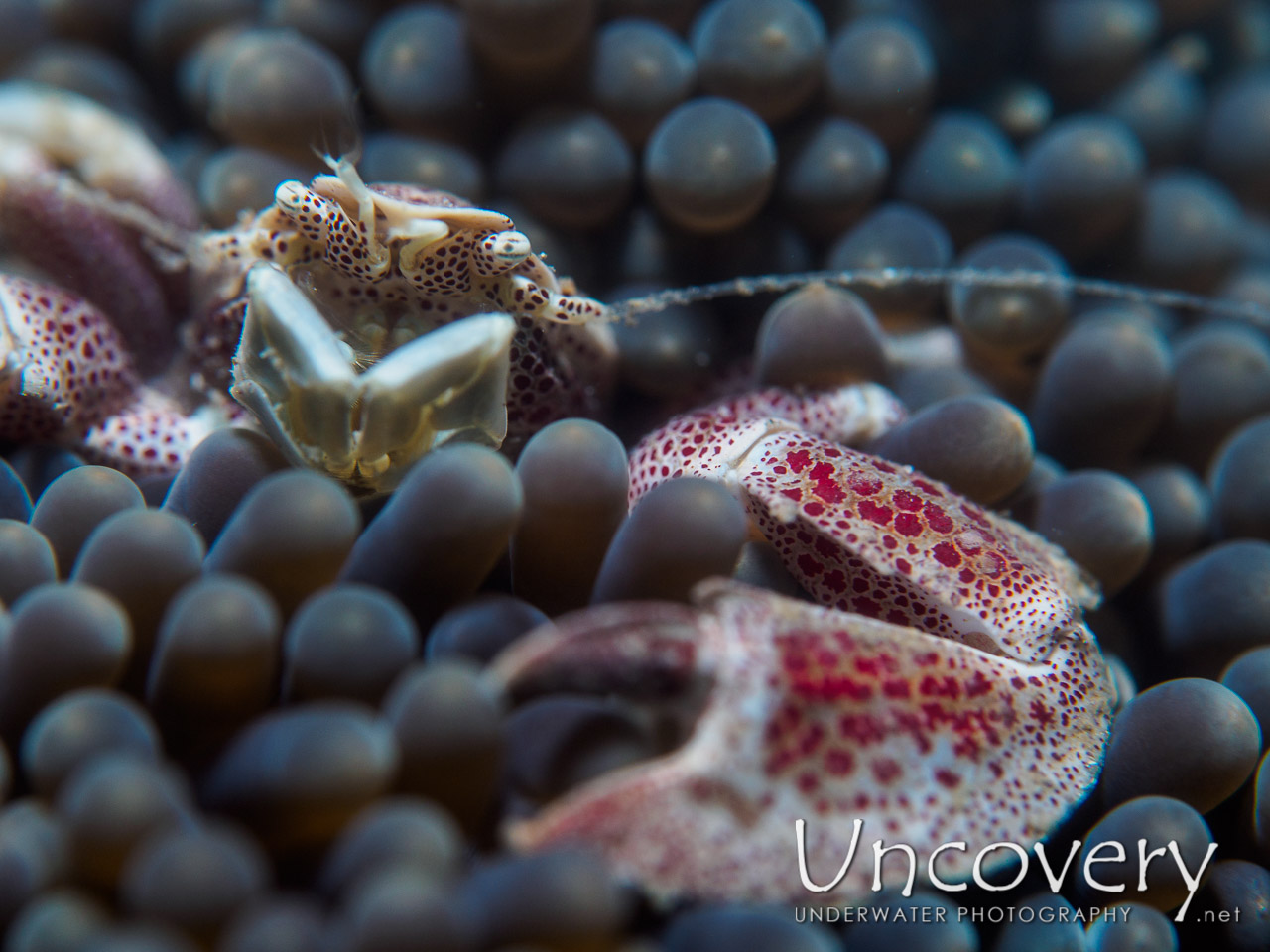 Spotted Porcelain Crab (neopetrolisthes Maculatus), photo taken in Philippines, Batangas, Anilao, Dive 7000