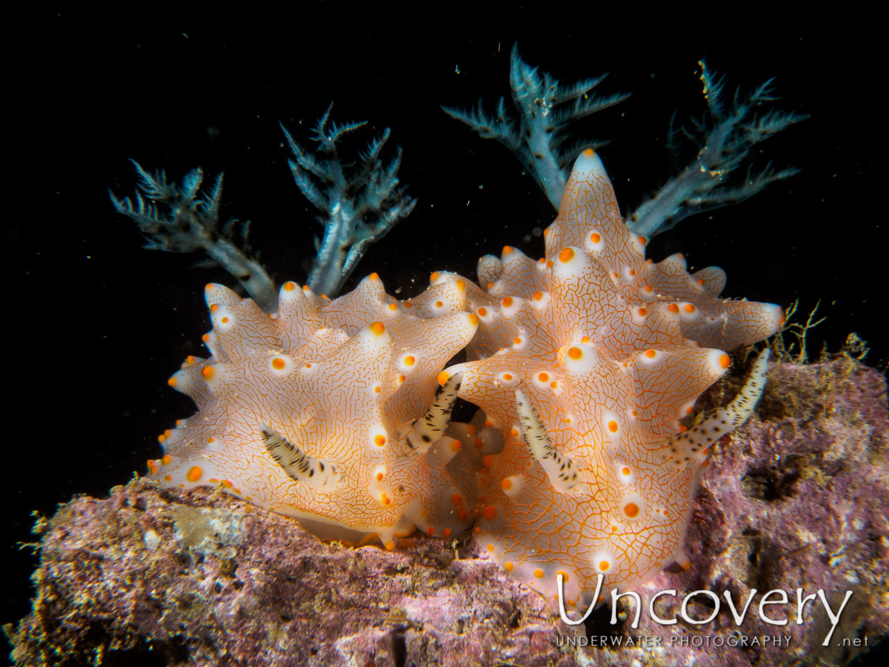 Nudibranch, photo taken in Philippines, Batangas, Anilao, Dive 7000