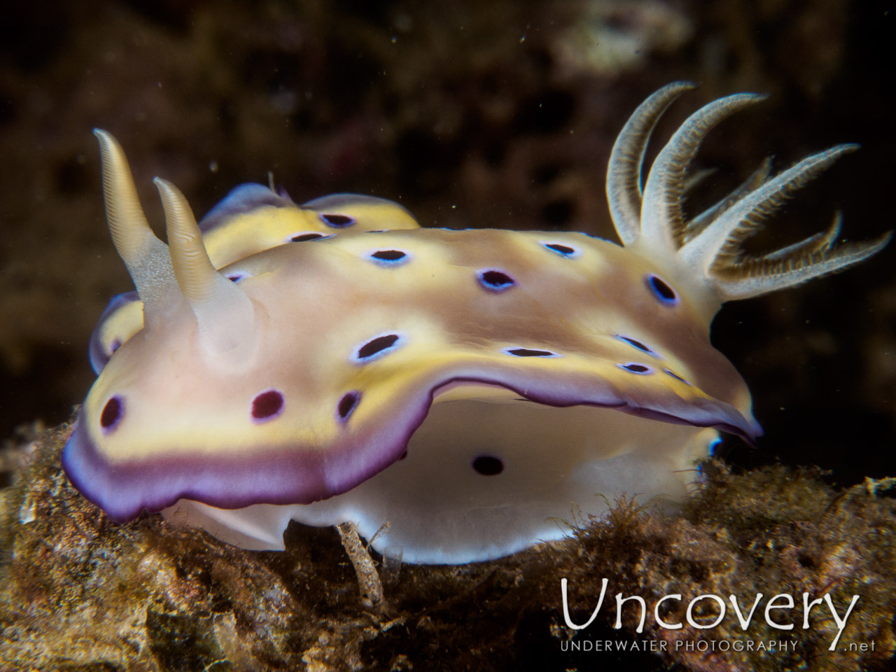 Nudibranch, photo taken in Philippines, Batangas, Anilao, Dive 7000