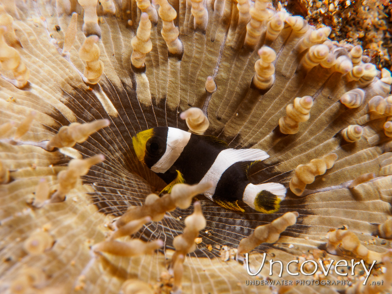 Clownfish, photo taken in Philippines, Batangas, Anilao, Balanoy