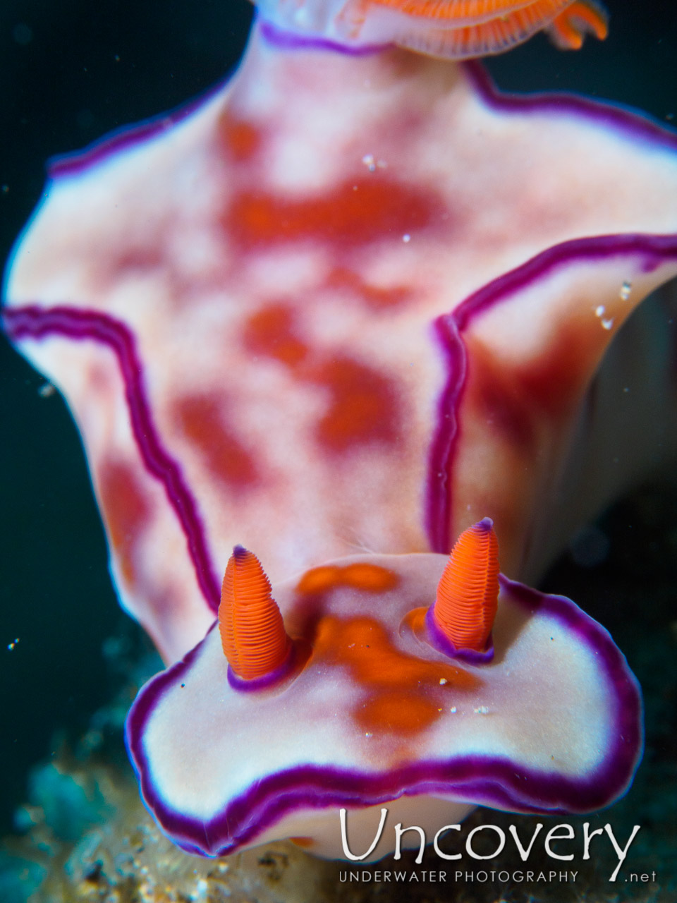 Nudibranch, photo taken in Philippines, Batangas, Anilao, Balanoy