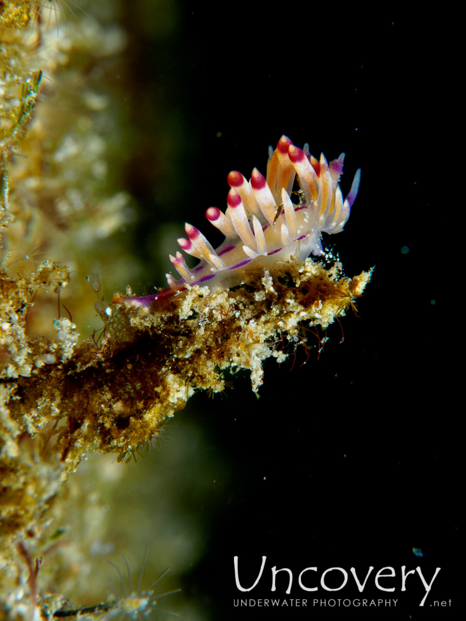 Nudibranch, photo taken in Philippines, Batangas, Anilao, Secret Garden