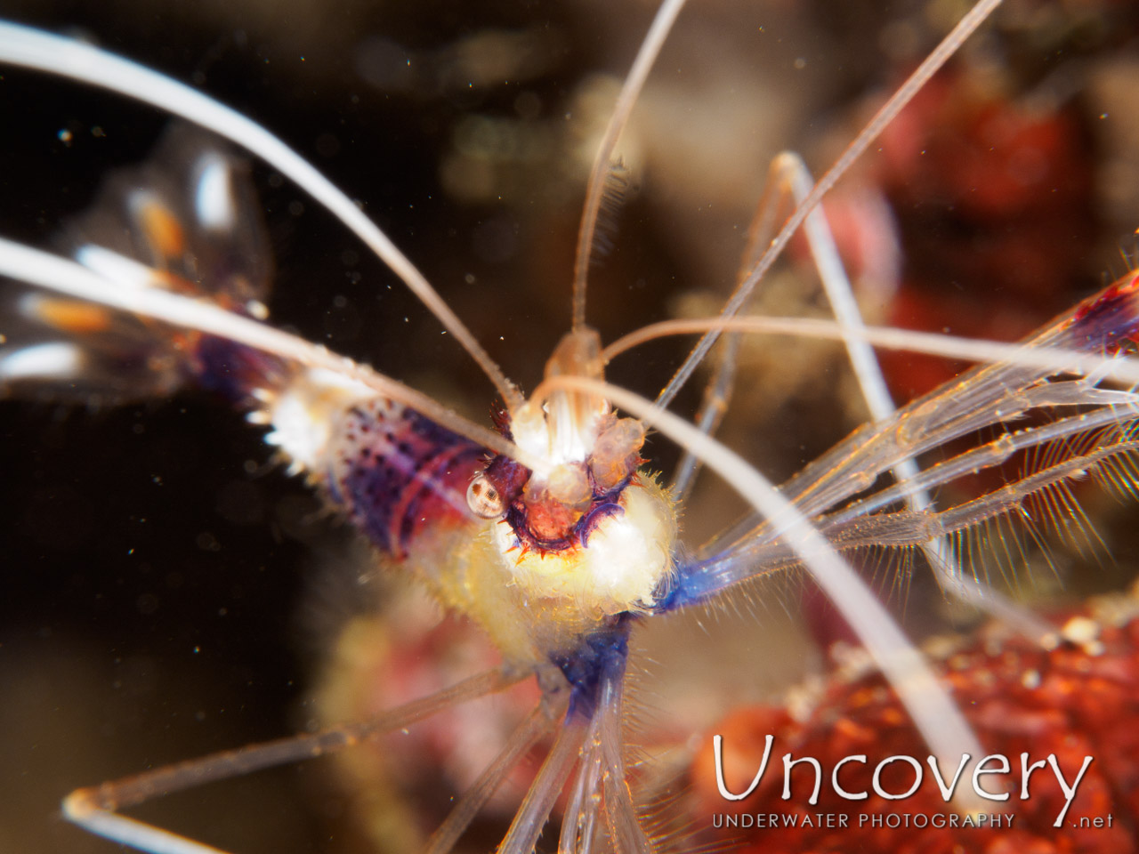 Banded Coral Shrimp (stenopus Hispidus), photo taken in Philippines, Batangas, Anilao, Balanoy