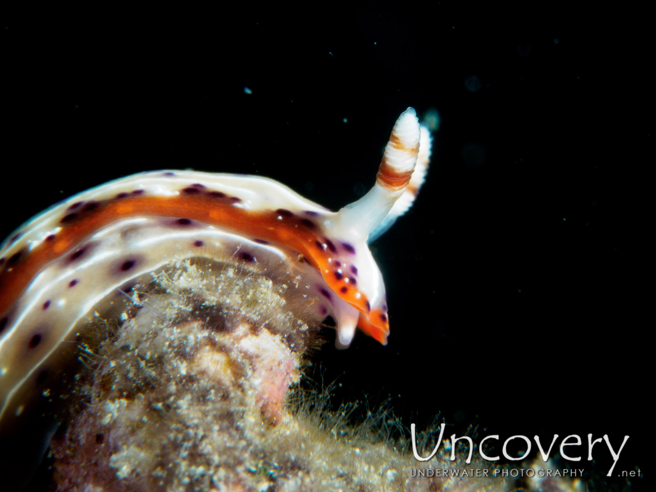 Nudibranch, photo taken in Philippines, Batangas, Anilao, Minilot