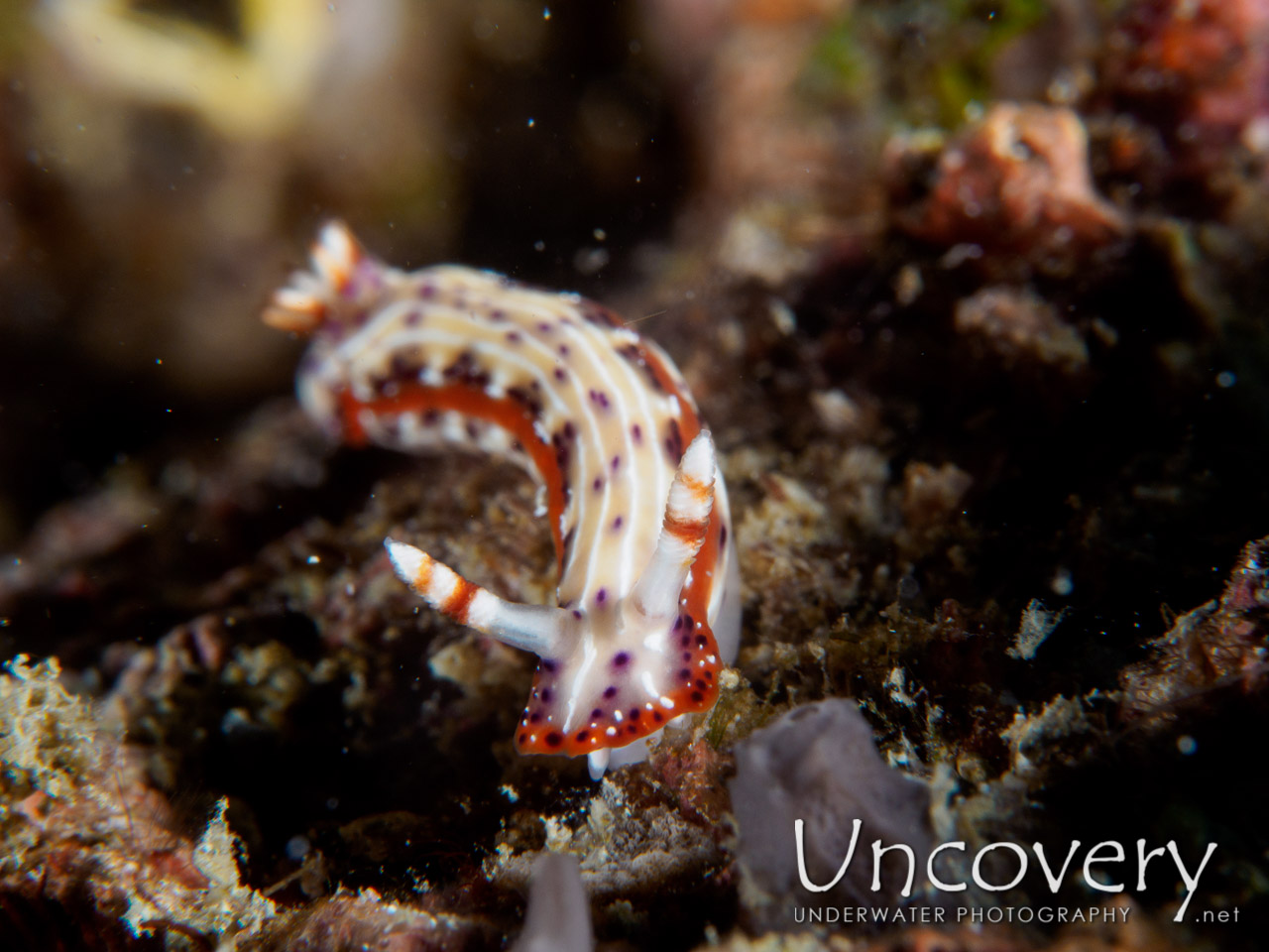 Nudibranch, photo taken in Philippines, Batangas, Anilao, Minilot