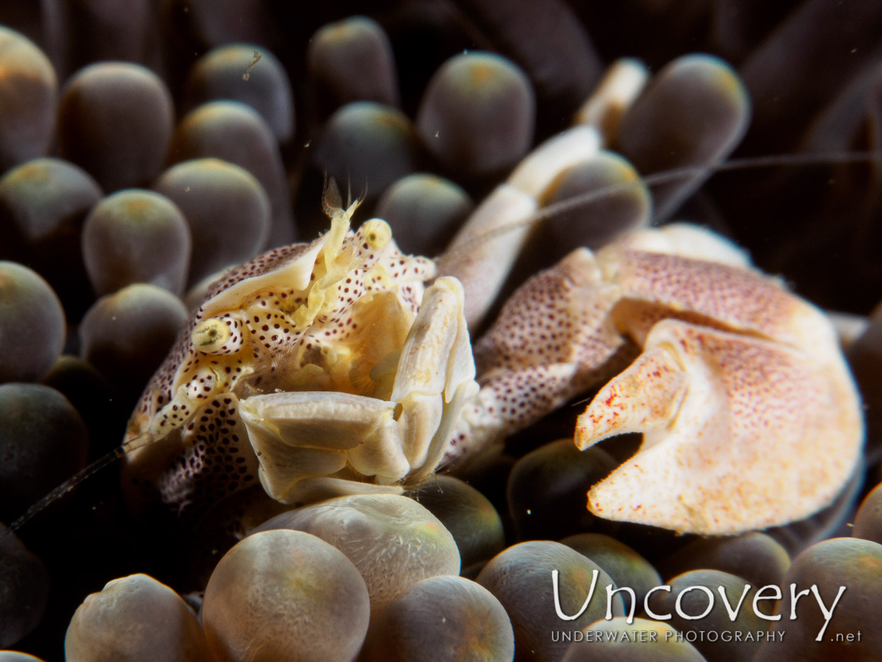 Spotted Porcelain Crab (neopetrolisthes Maculatus) shot in Philippines|Batangas|Anilao|Minilot