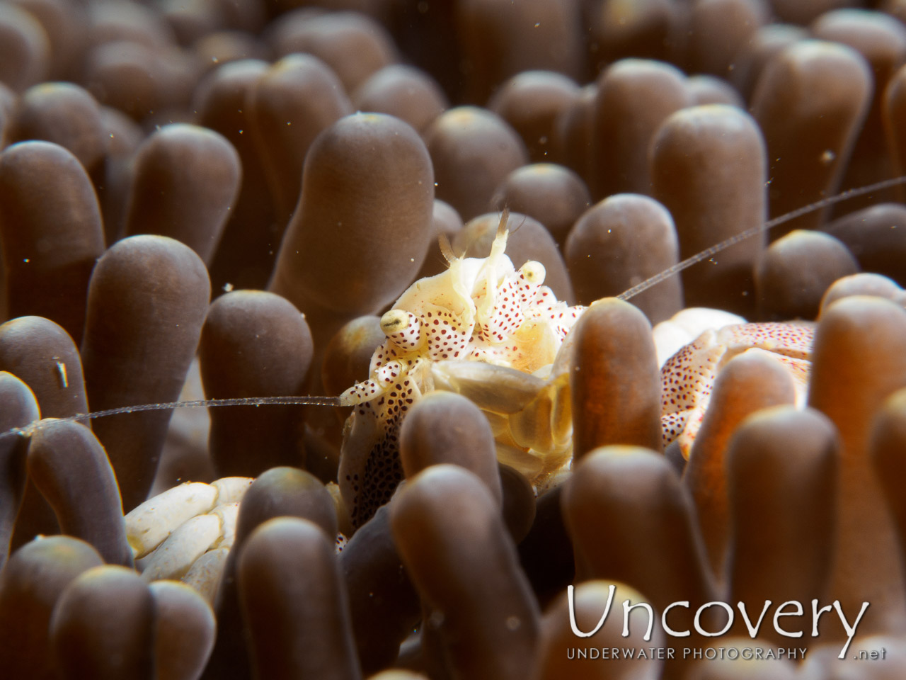 Spotted Porcelain Crab (neopetrolisthes Maculatus) shot in Philippines|Batangas|Anilao|Minilot
