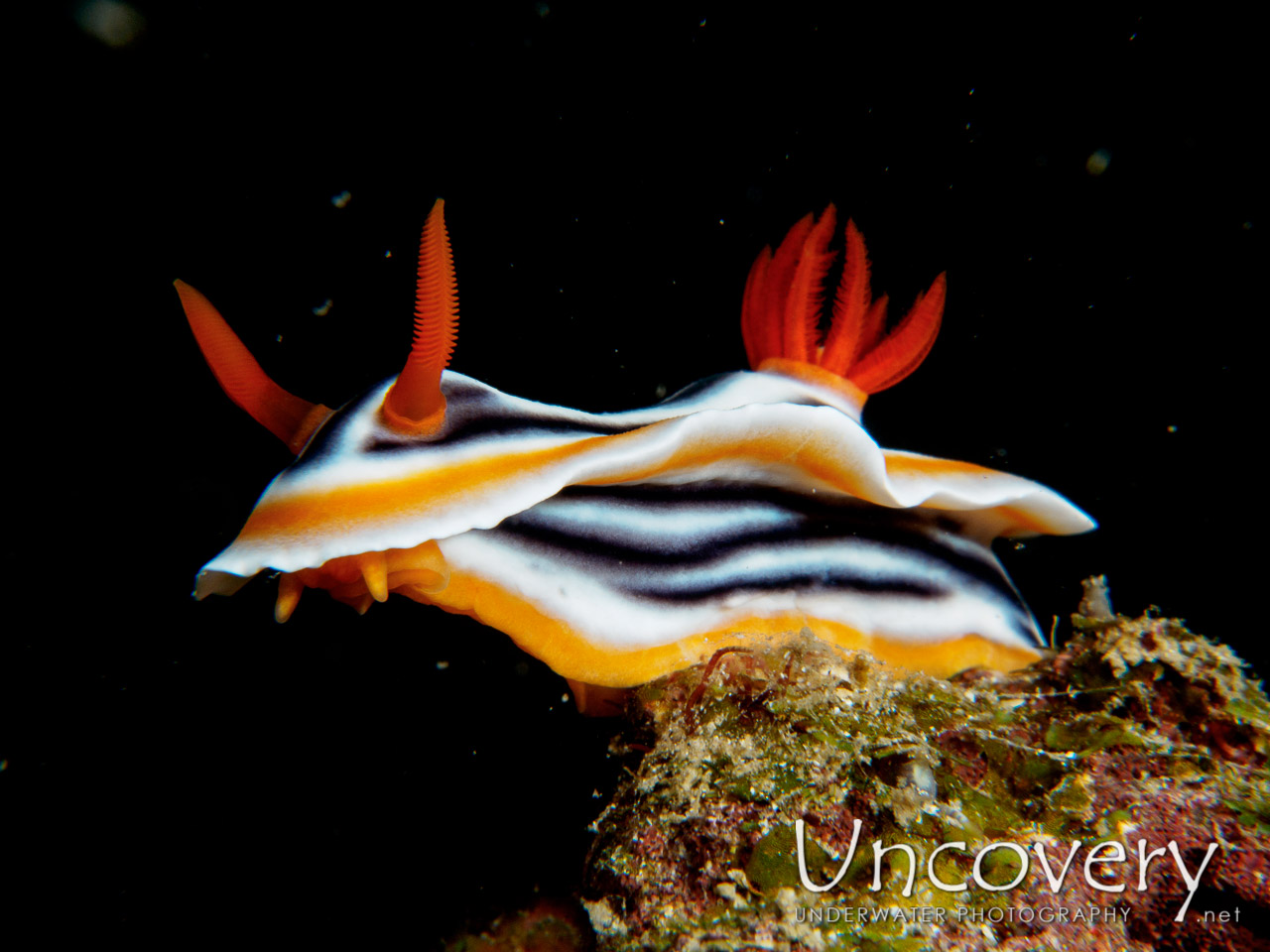 Nudibranch shot in Philippines|Batangas|Anilao|Minilot