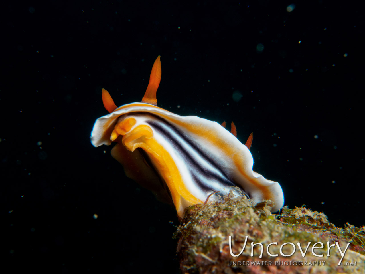 Nudibranch shot in Philippines|Batangas|Anilao|Minilot
