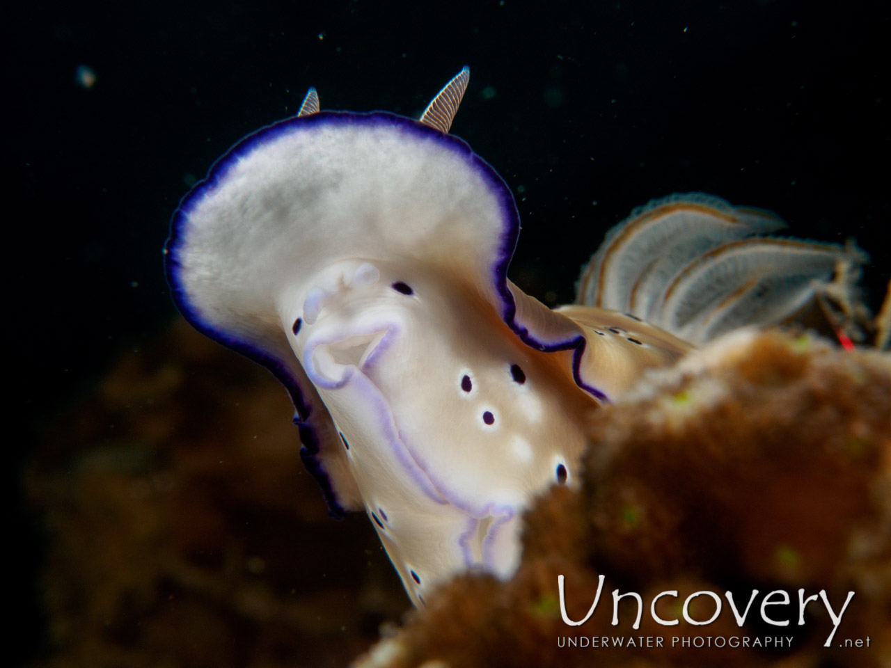 Nudibranch, photo taken in Philippines, Batangas, Anilao, Dakeda