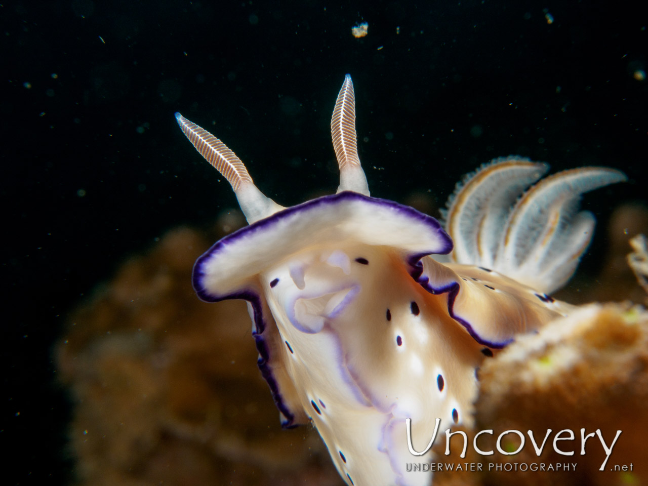 Nudibranch, photo taken in Philippines, Batangas, Anilao, Dakeda