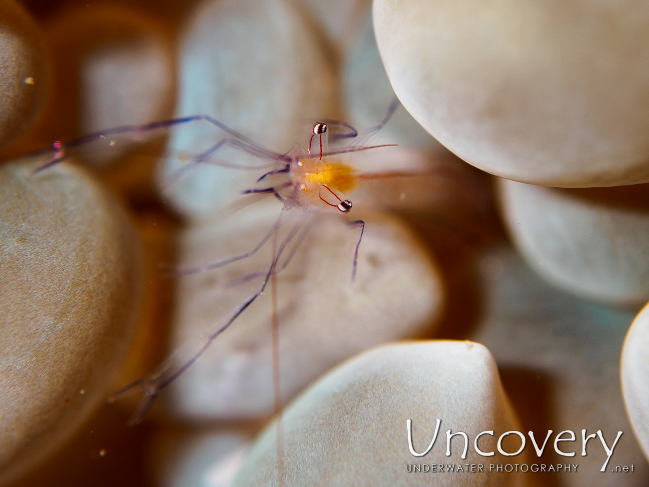 Bubble Coral Shrimp (vir Philippinensis) shot in Philippines|Batangas|Anilao|Dakeda