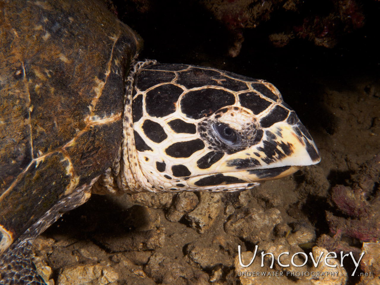 Hawksbill Sea Turtle (eretmochelys Imbricata), photo taken in Philippines, Batangas, Anilao, Dakeda