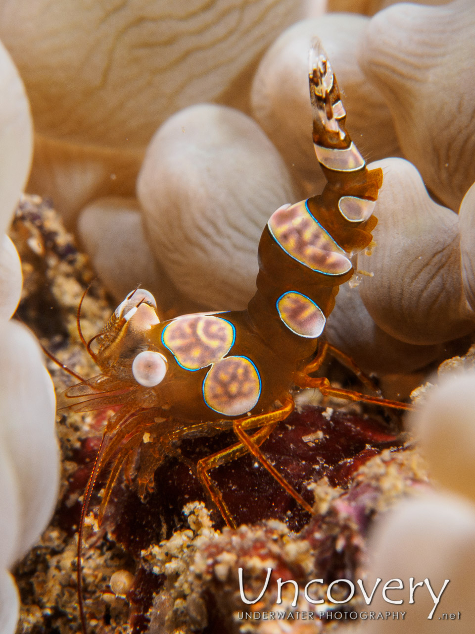 Sexy Shrimp (thor Amboinensis), photo taken in Philippines, Batangas, Anilao, Dead Palm
