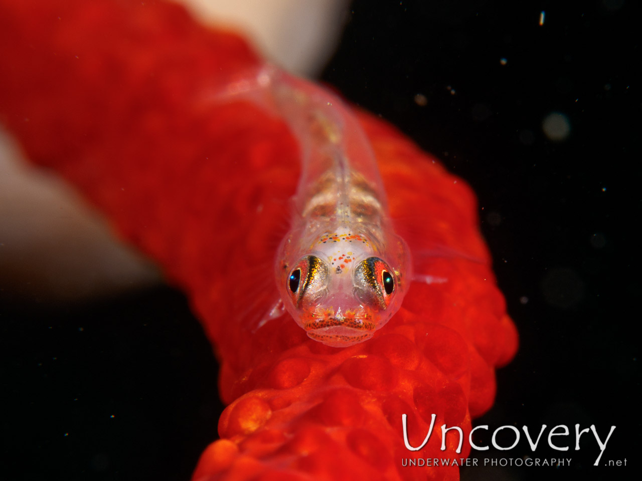 Whip Coral Goby (bryaninops Yongei), photo taken in Philippines, Batangas, Anilao, Dead Palm