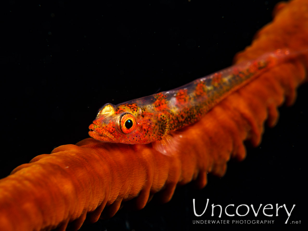 Whip Coral Goby (bryaninops Yongei), photo taken in Philippines, Batangas, Anilao, Dead Palm