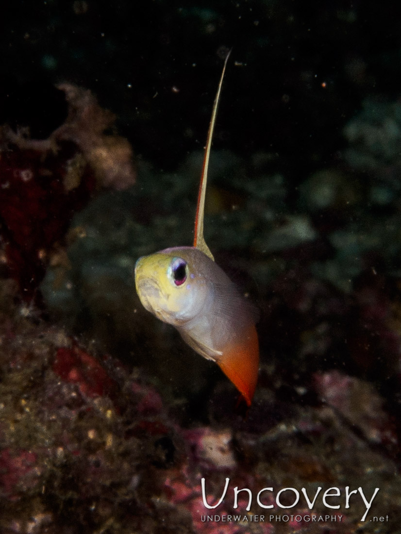 Fire Dartfish (nemateleotris Magnifica), photo taken in Philippines, Batangas, Anilao, Basura