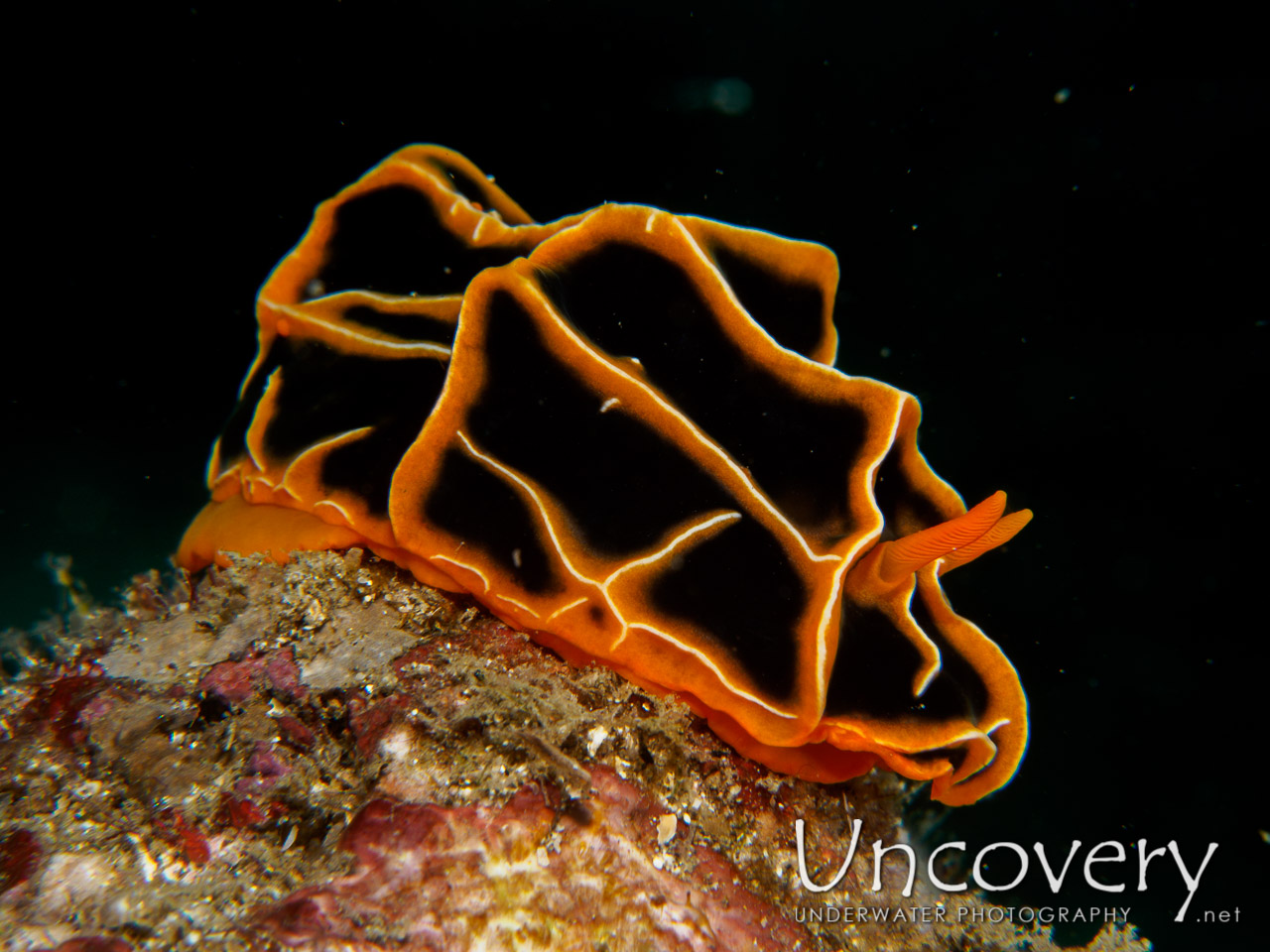 Nudibranch, photo taken in Philippines, Batangas, Anilao, Basura