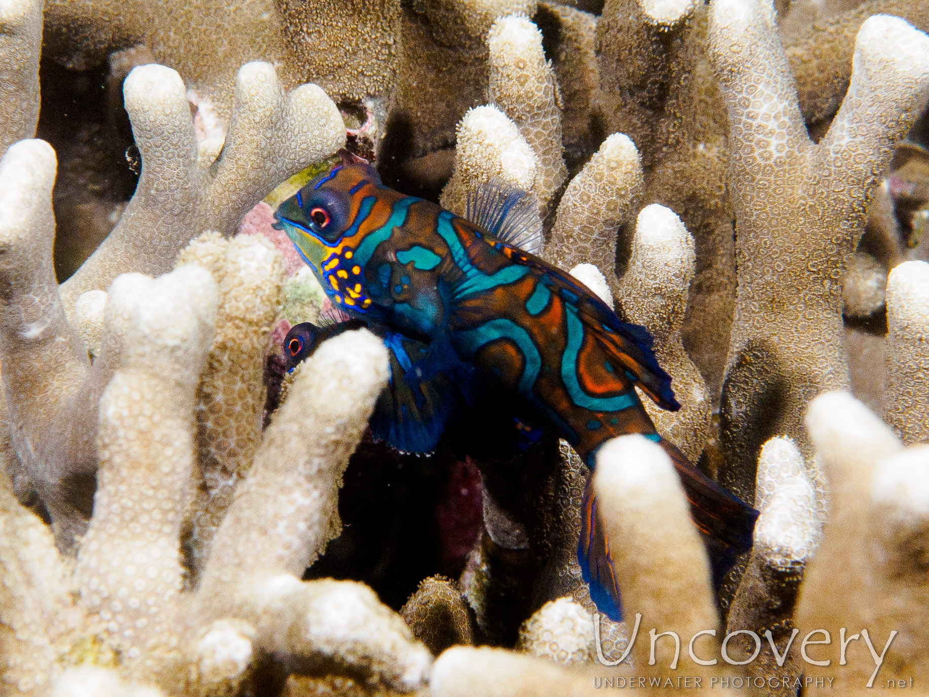 Mandarin Goby (synchiropus Splendidus), photo taken in Philippines, Batangas, Anilao, Dakeda