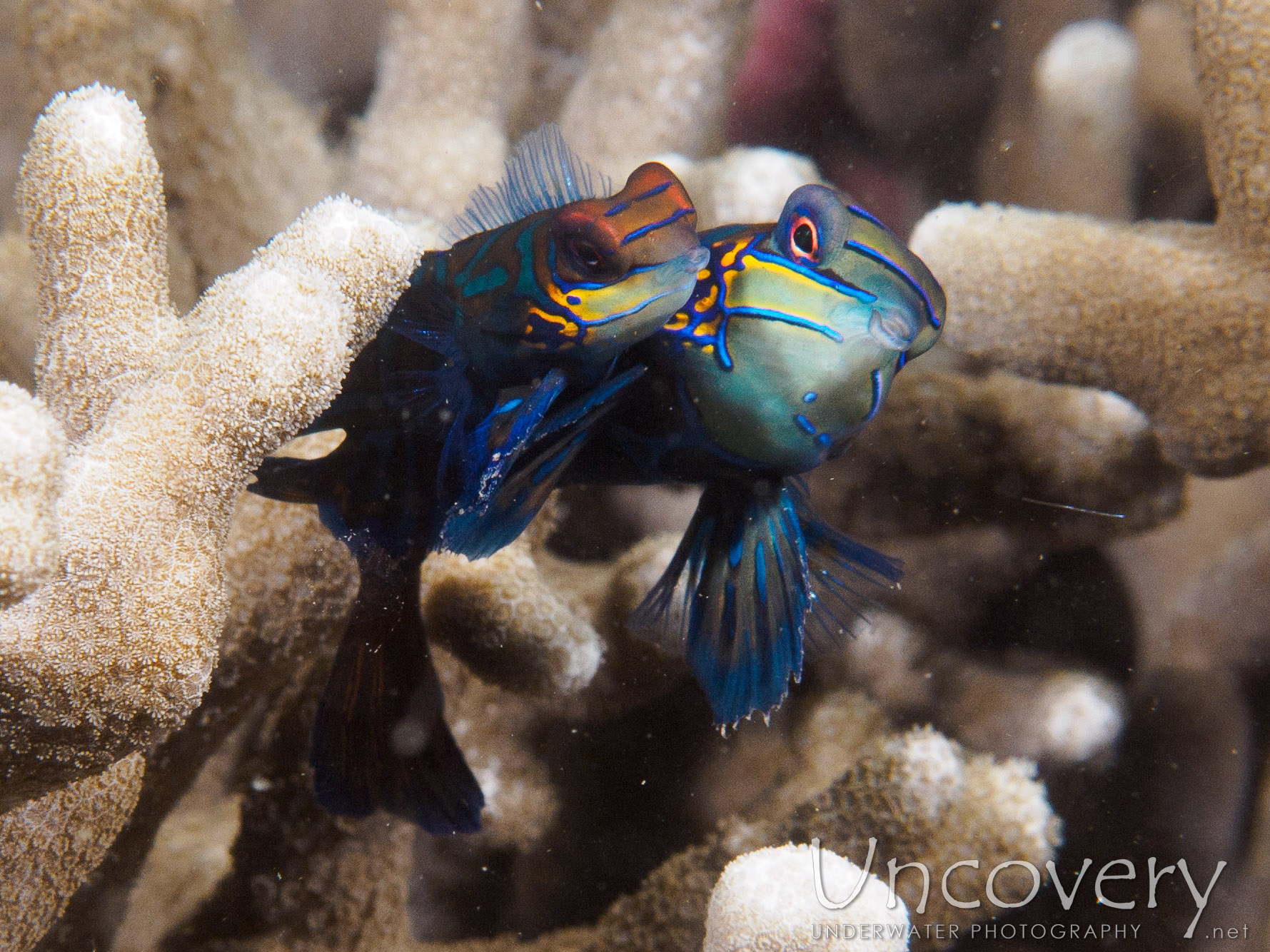 Mandarin Goby (synchiropus Splendidus), photo taken in Philippines, Batangas, Anilao, Dakeda