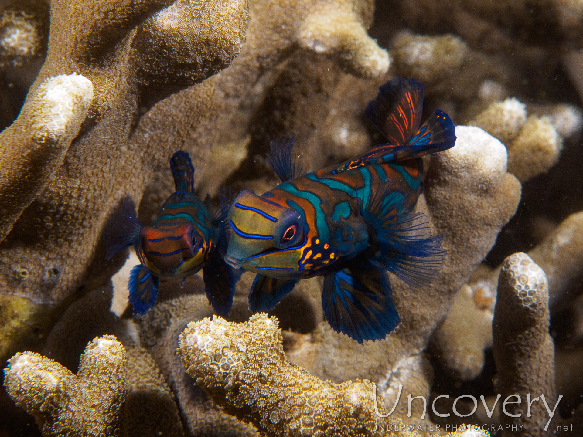 Mandarin Goby (synchiropus Splendidus), photo taken in Philippines, Batangas, Anilao, Dakeda