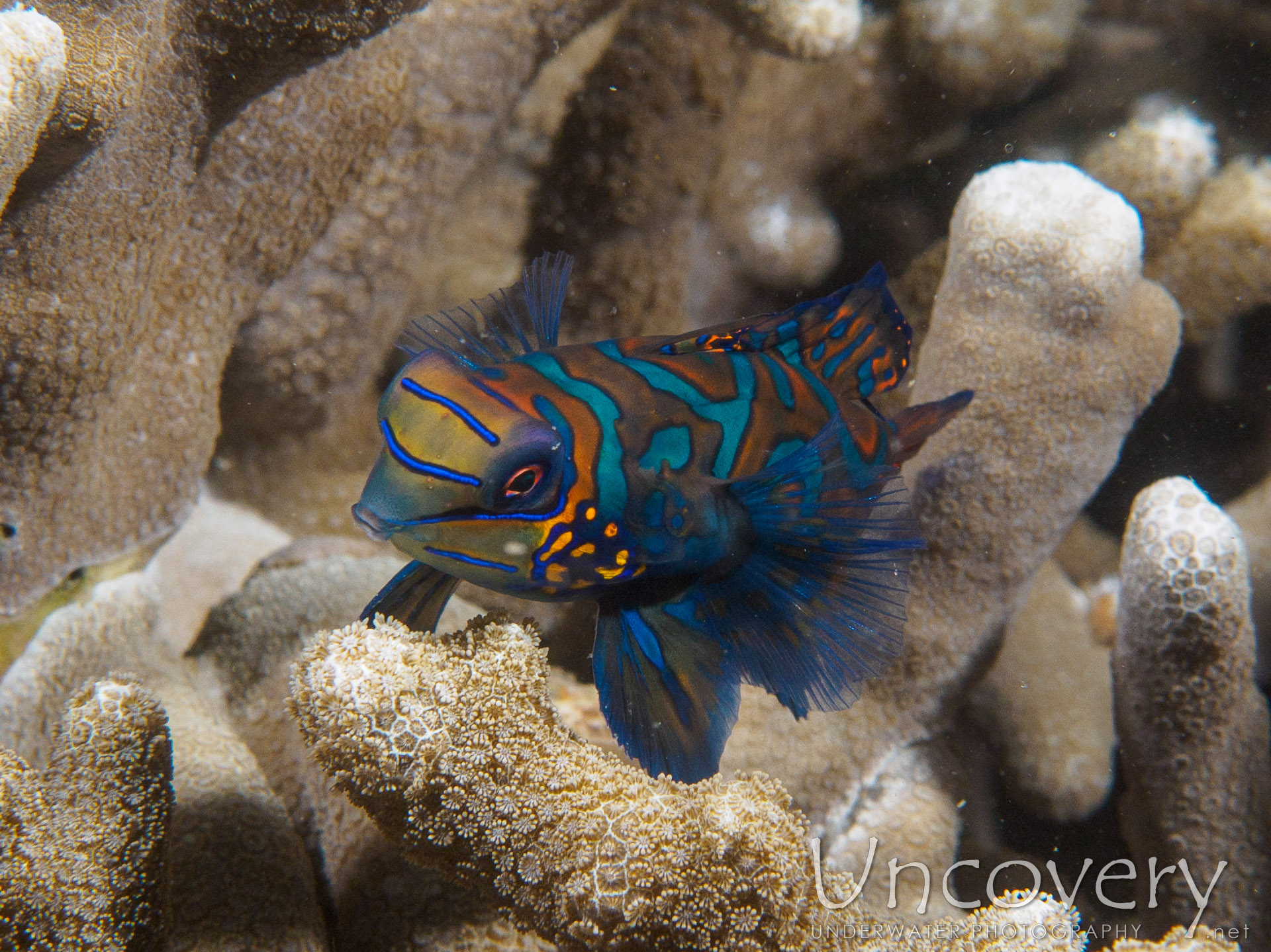 Mandarin Goby (synchiropus Splendidus), photo taken in Philippines, Batangas, Anilao, Dakeda