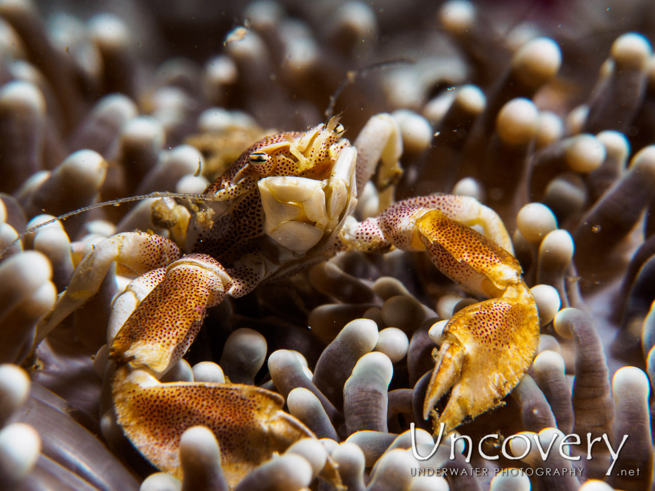 Spotted Porcelain Crab (neopetrolisthes Maculatus), photo taken in Philippines, Batangas, Anilao, Dakeda