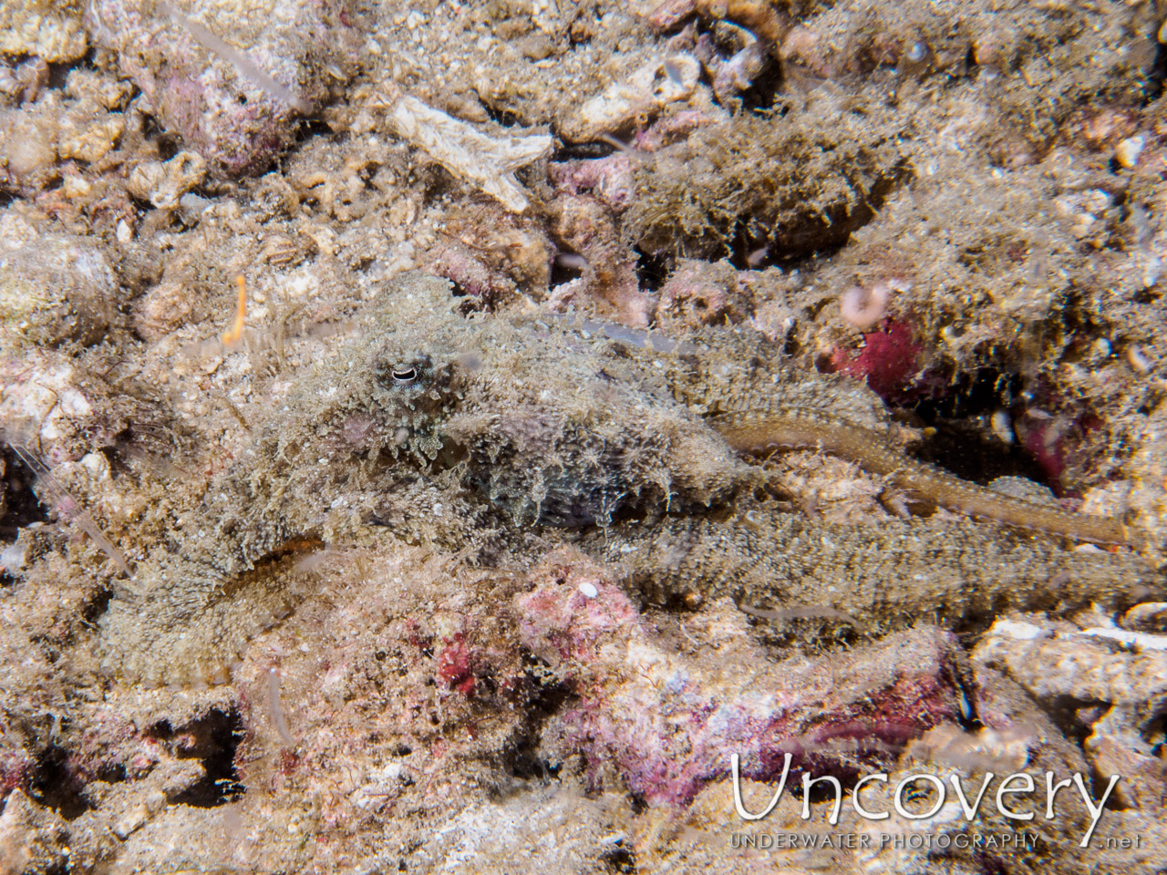 Lilliput Longarm Octopus (macrotritopus Defilippi), photo taken in Philippines, Batangas, Anilao, Dakeda