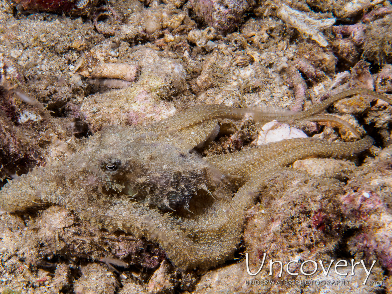 Lilliput Longarm Octopus (macrotritopus Defilippi), photo taken in Philippines, Batangas, Anilao, Dakeda