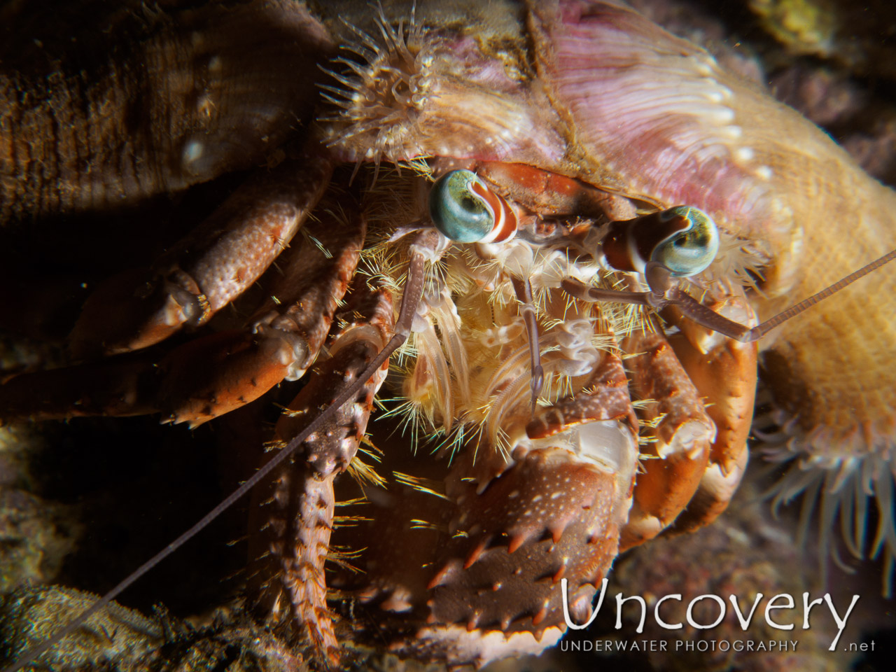 Hermit Crab, photo taken in Philippines, Batangas, Anilao, Dakeda