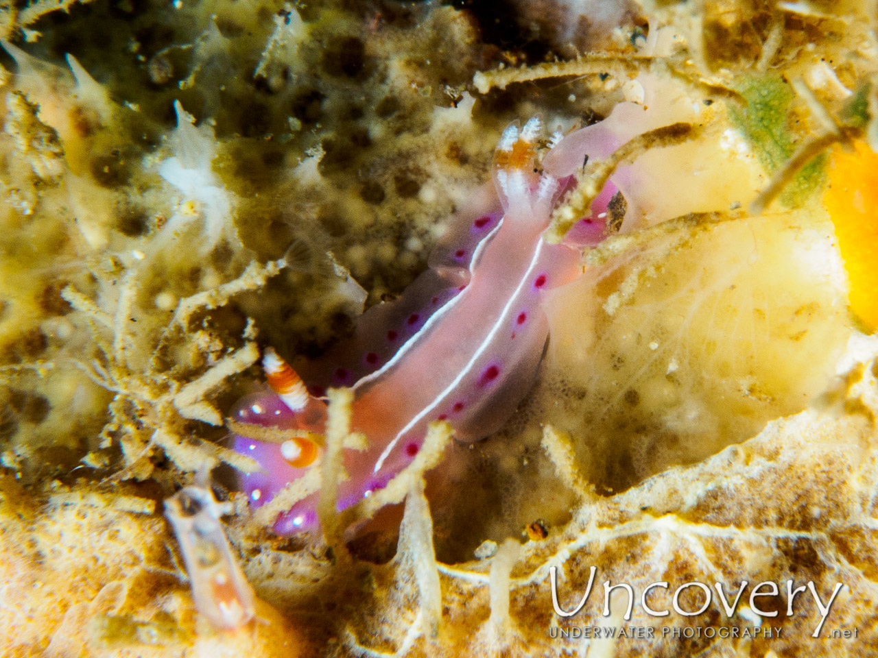 Nudibranch, photo taken in Philippines, Batangas, Anilao, Basura