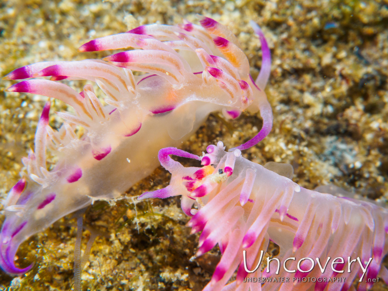 Nudibranch, photo taken in Philippines, Batangas, Anilao, Mato Point