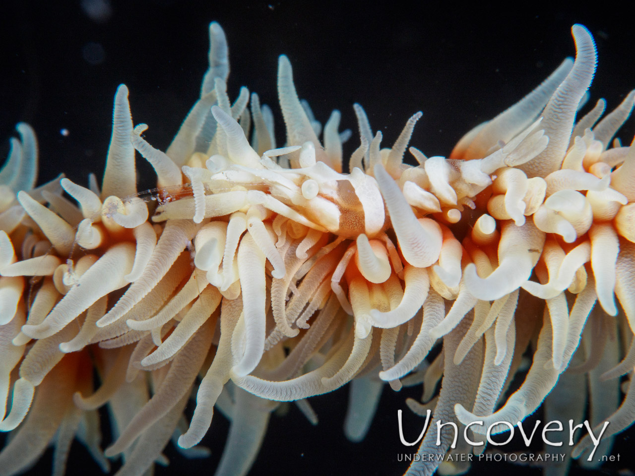 Anker's Whip Coral Shrimp (pontonides Ankeri), photo taken in Philippines, Batangas, Anilao, Secret Garden