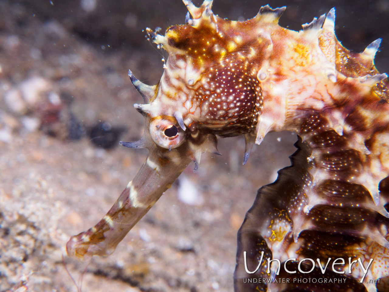 Thorny Seahorse (hippocampus Histrix), photo taken in Philippines, Batangas, Anilao, Secret Garden