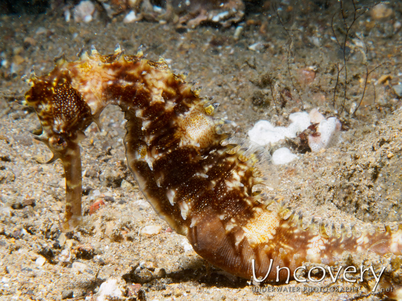 Thorny Seahorse (hippocampus Histrix), photo taken in Philippines, Batangas, Anilao, Secret Garden