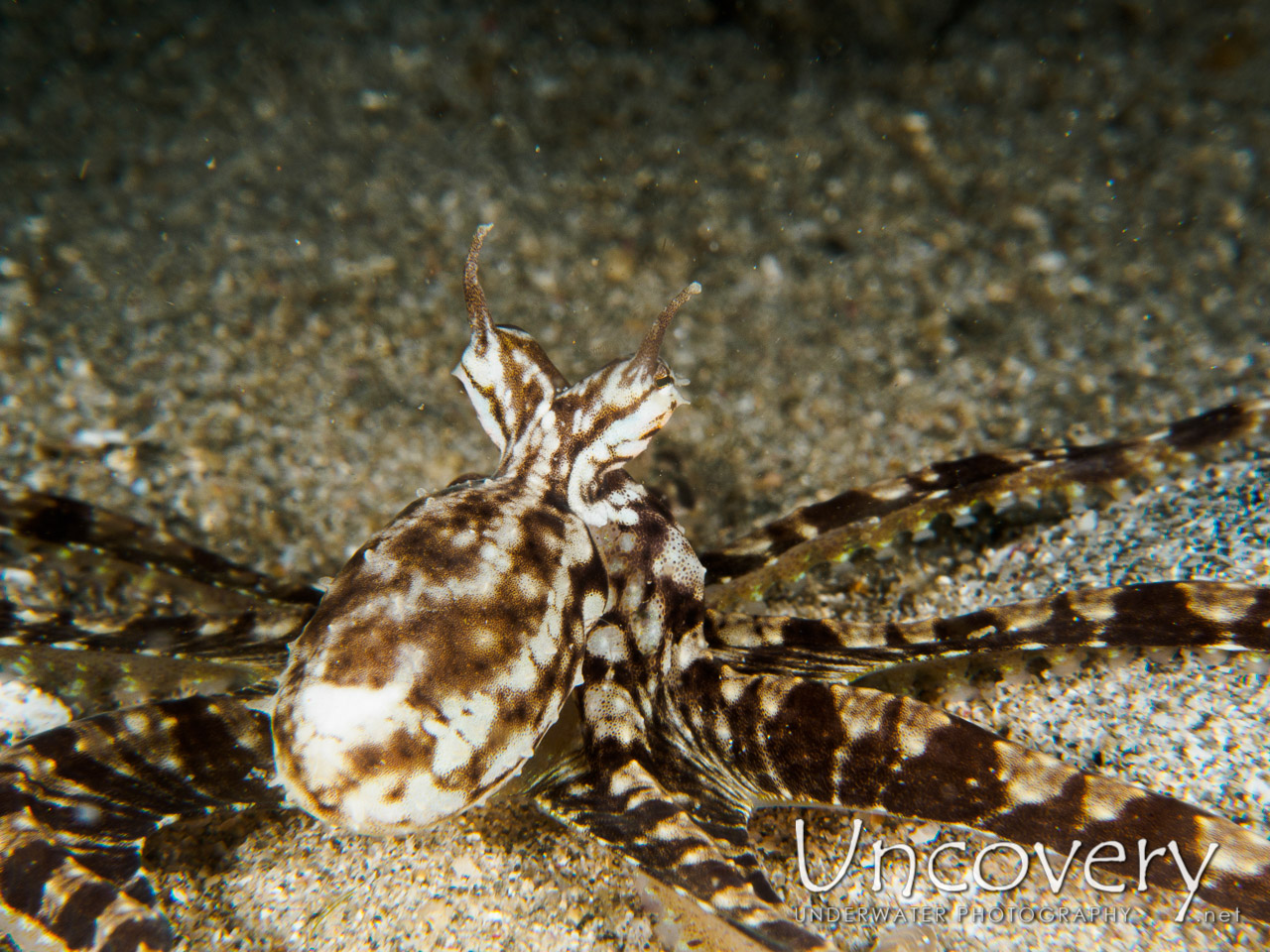 Wonderpus Octopus (wunderpus Photogenicus), photo taken in Philippines, Batangas, Anilao, Gazer