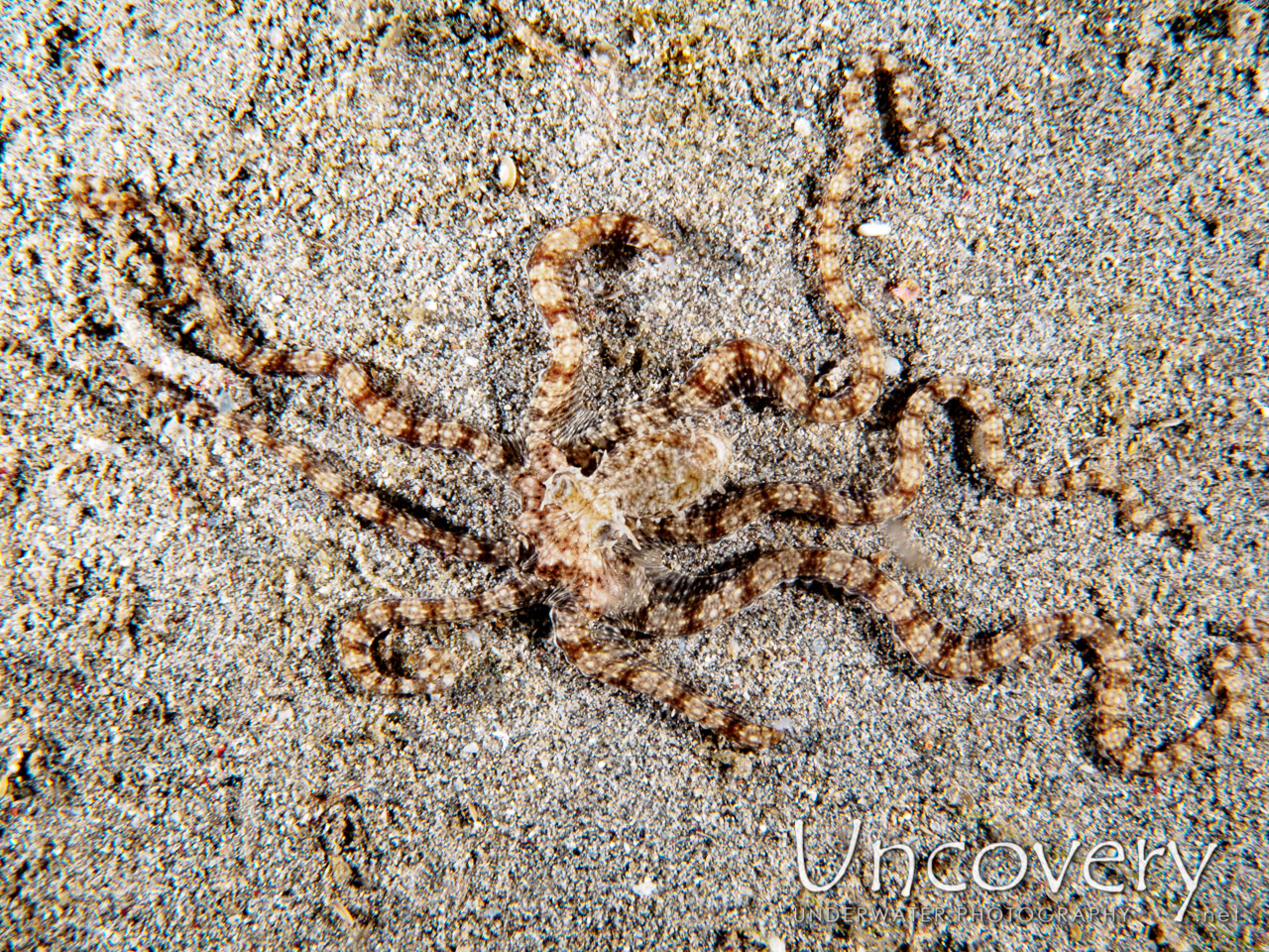 Wonderpus Octopus (wunderpus Photogenicus), photo taken in Philippines, Batangas, Anilao, Gazer