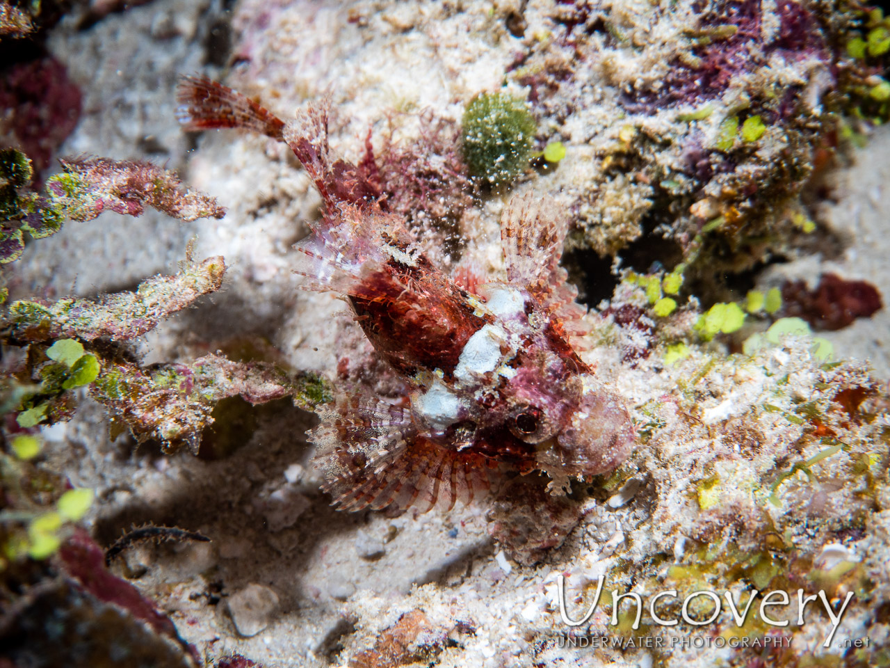 Tassled Scorpionfish (scorpaenopsis Oxycephala) shot in Maldives|Male Atoll|South Male Atoll|Veligadu Beyru