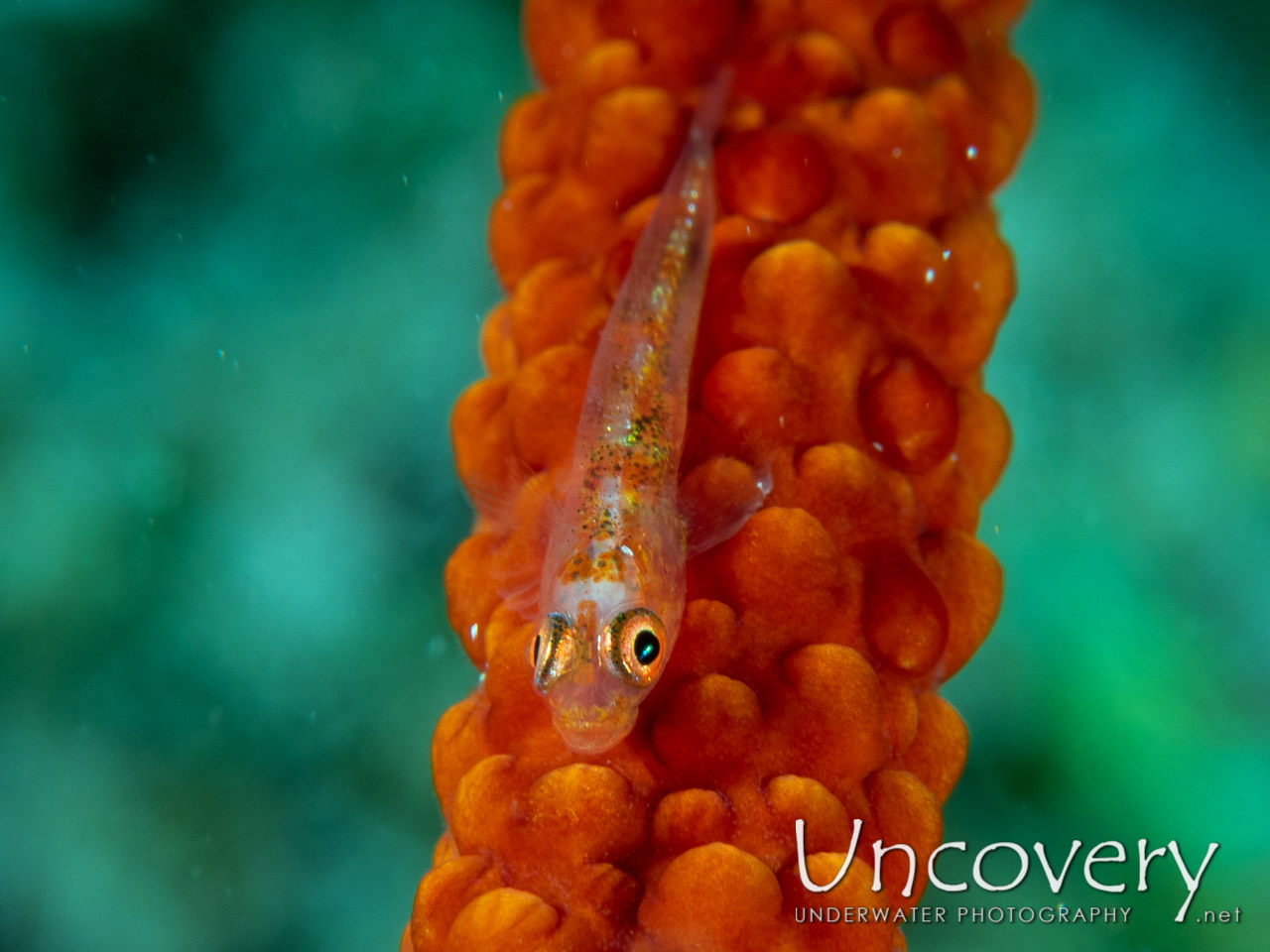 Whip Coral Goby (bryaninops Yongei) shot in Maldives|Male Atoll|South Male Atoll|Veligadu Beyru