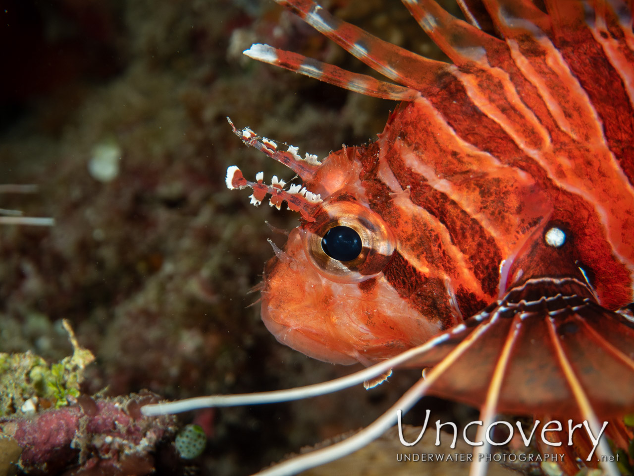 Spotfin Lionfish (pterois Antennata) shot in Maldives|Male Atoll|South Male Atoll|Veligadu Beyru