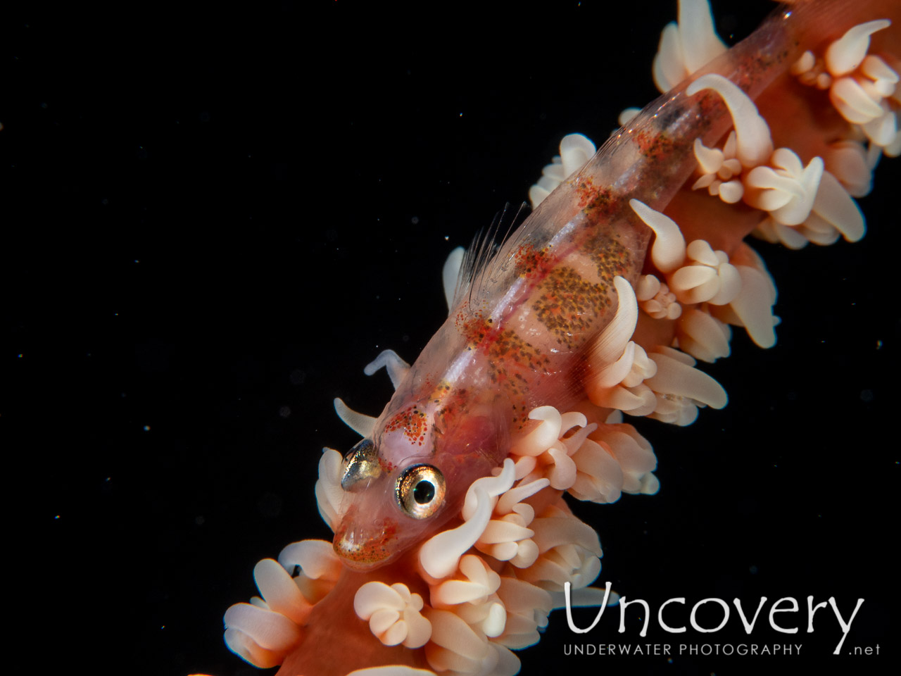 Whip Coral Goby (bryaninops Yongei) shot in Maldives|Male Atoll|South Male Atoll|Veligadu Beyru