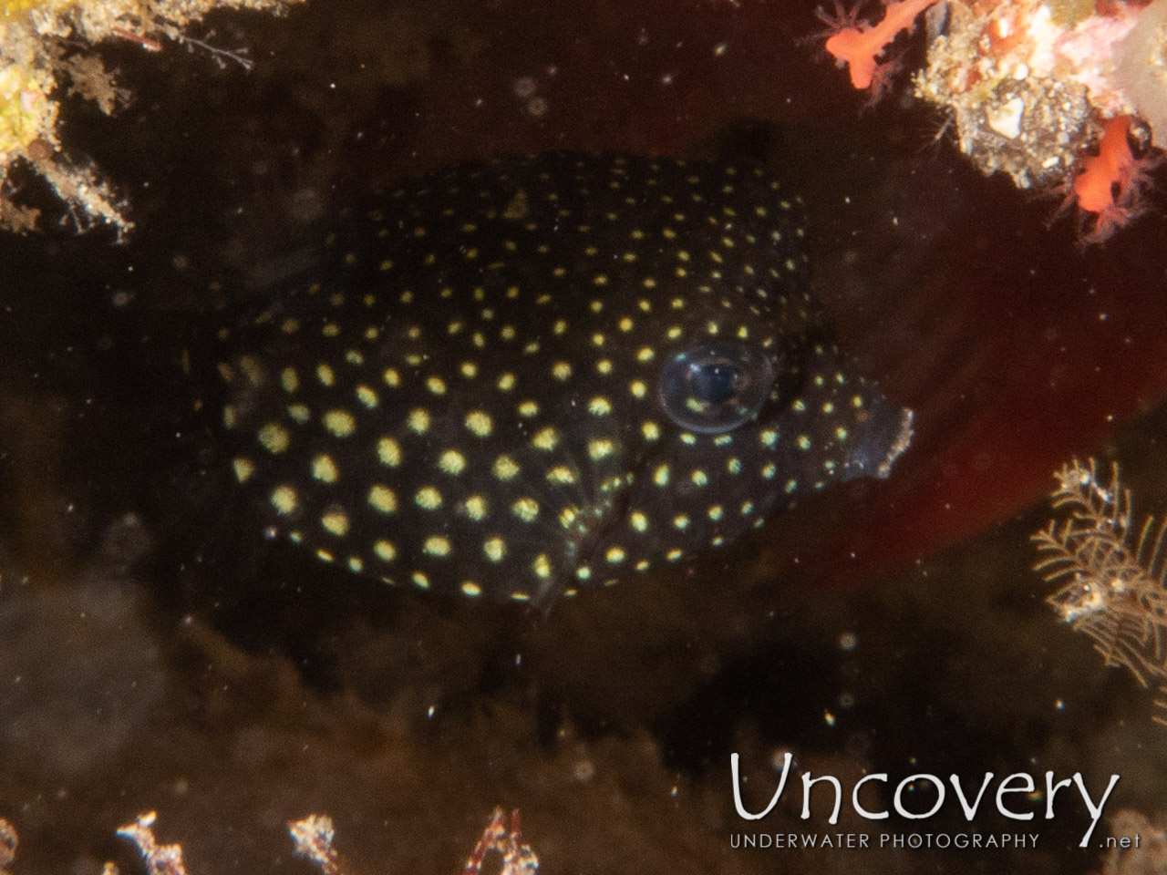Whitespotted Boxfish (ostracion Meleagris) shot in Maldives|Male Atoll|South Male Atoll|Veligadu Beyru
