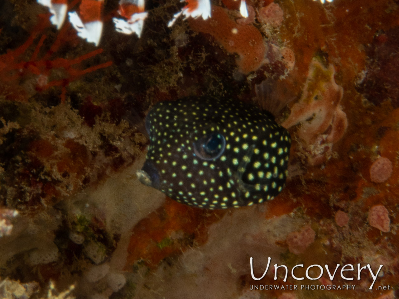 Whitespotted Boxfish (ostracion Meleagris) shot in Maldives|Male Atoll|South Male Atoll|Veligadu Beyru