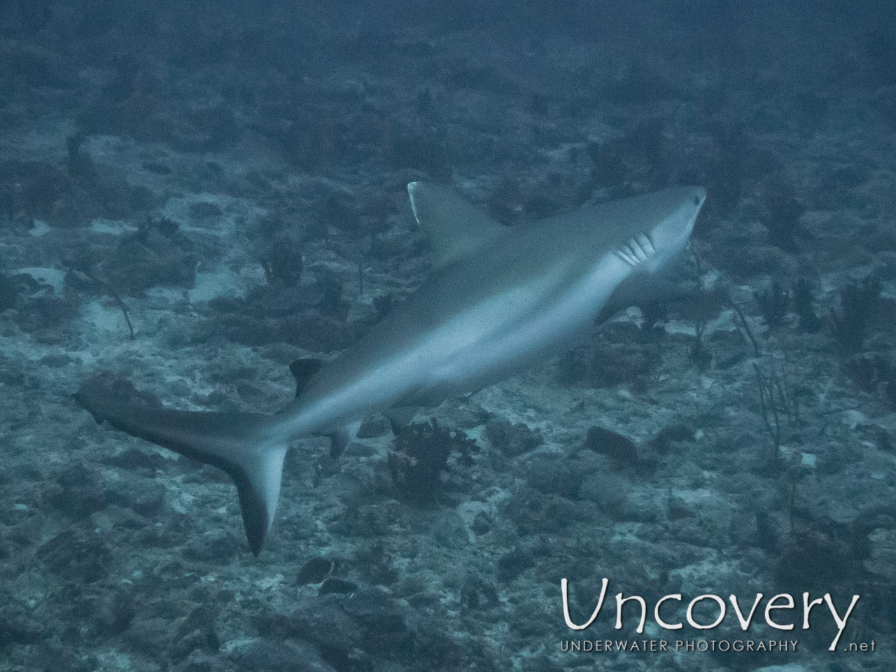 Grey Reefshark (carcharhinus Amblyrhynchos), photo taken in Maldives, Male Atoll, South Male Atoll, Cocoa Thila